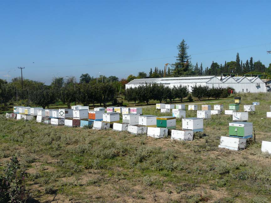 ΥΛΙΚΑ ΚΑΙ ΜΕΘΟΔΟΙ Α) Εφαρµογή των σκευασµάτων Apiguard και Exomite Apis Η έρευνα πραγµατοποιήθηκε στο Εργαστήριο Μελισσοκοµίας, του Αριστοτελείου Πανεπιστηµίου Θεσσαλονίκης το οποίο βρίσκεται στην