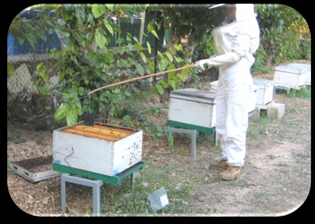 Υλικά και Μέθοδοι Εικόνα 15: Προσδιορισμός της επιθετικότητας στις μέλισσες.
