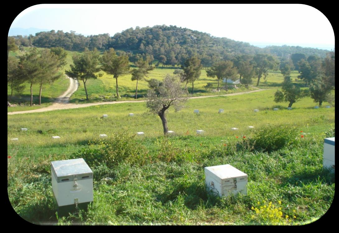 Σε όλα τα μελίσσια του μελισσοκομείου καταστράφηκαν τα κηφηνοκελιά και τοποθετήθηκαν κηφηνοκηρήθρες με