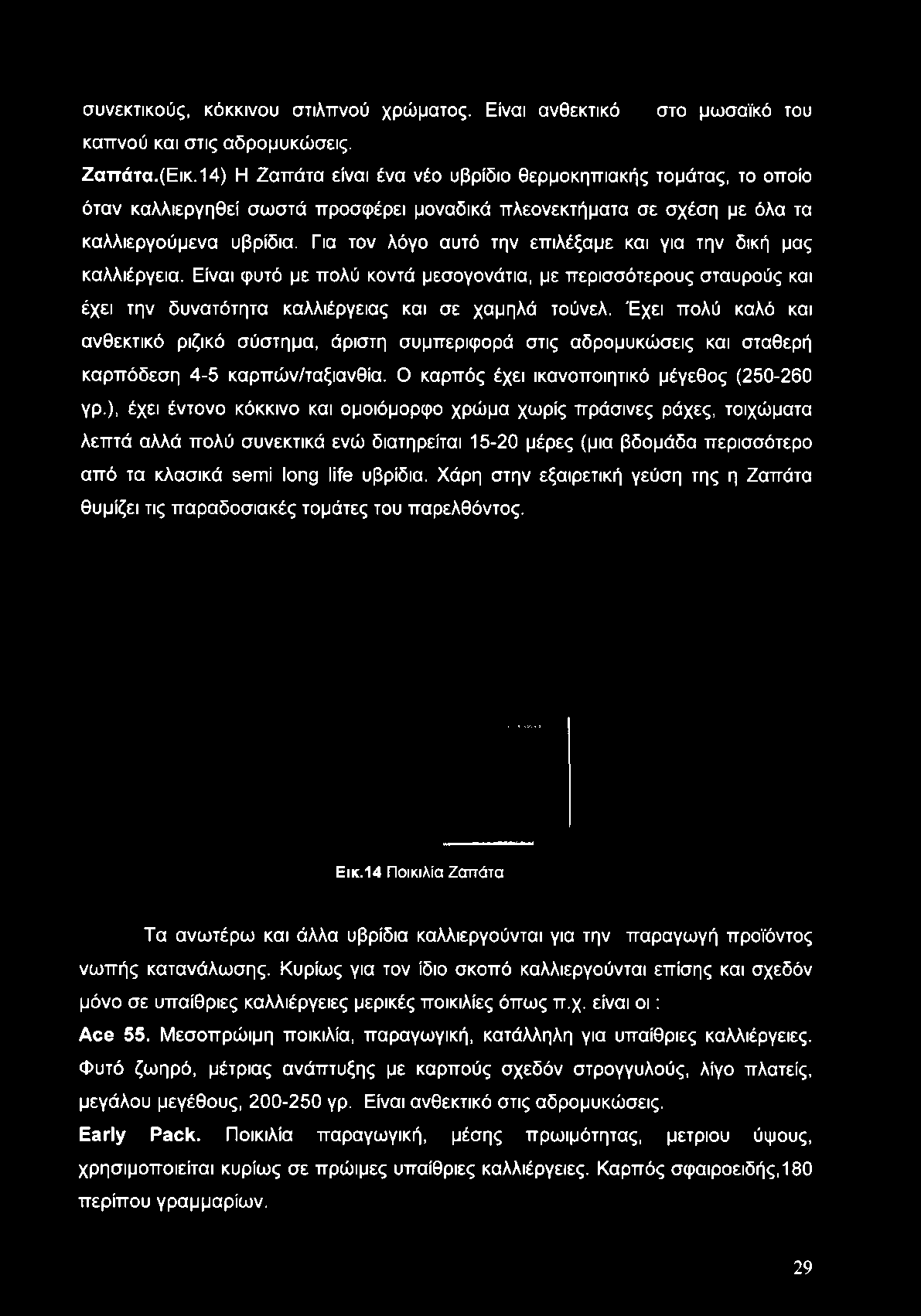 Για τον λόγο αυτό την επιλέξαμε και για την δική μας καλλιέργεια. Είναι φυτό με πολύ κοντά μεσογονάτια, με περισσότερους σταυρούς και έχει την δυνατότητα καλλιέργειας και σε χαμηλά τούνελ.