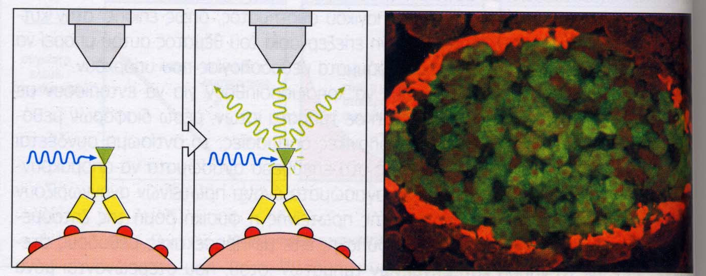 7 Μικροσκόπιο ανοσοφθορισµού FITC: fluoresceine isothyoc yanate Παρουσία /προσδιορισµός συγκεκριµένων αντιγόνων σε κύτταρα Αντίσωµα σεσηµασµένο µε φθορίζουσα χρ