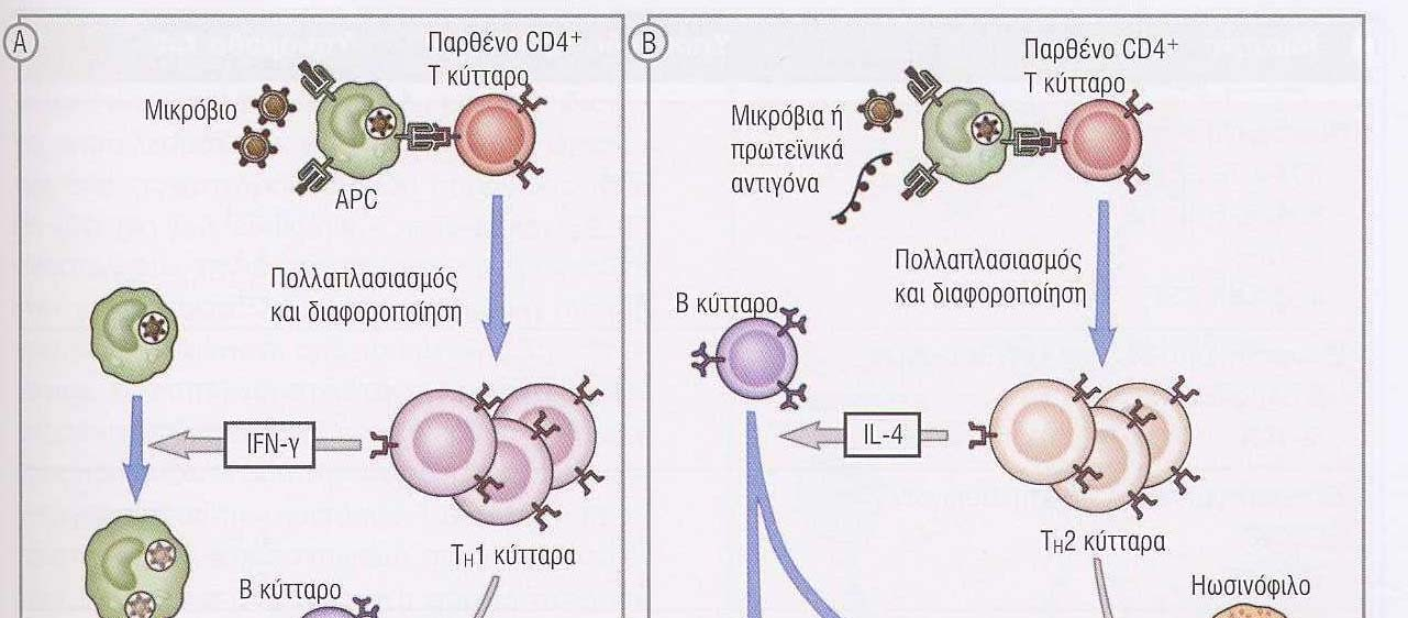 Τα Τ Η 1 και Τ Η 2