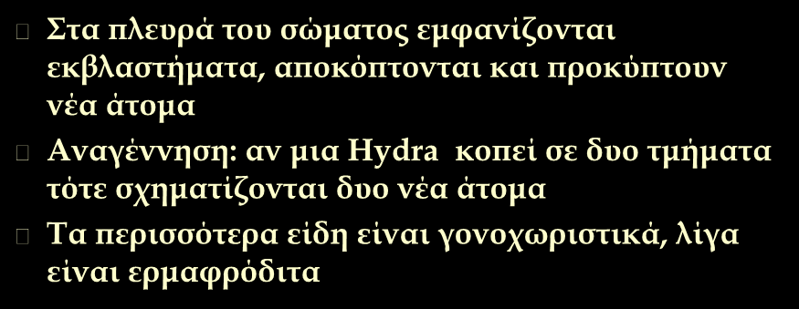 Hydra: αναπαραγωγή Στα πλευρά του σώματος εμφανίζονται εκβλαστήματα, αποκόπτονται και προκύπτουν νέα άτομα Αναγέννηση: αν