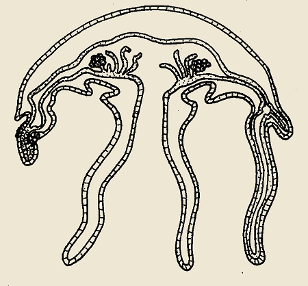 Class Scyphozoa: Aurelia