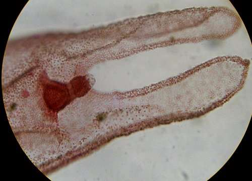 Class Scyphozoa: