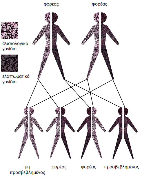 Εικόνα 3.3 Τρόπος κληρονόμησης του γονιδίου της κυστικής ίνωσης(προσαρμοσμένο από European Initiative for Biotechnology Education 1998).(τροποποιημένο από www.google.com ).