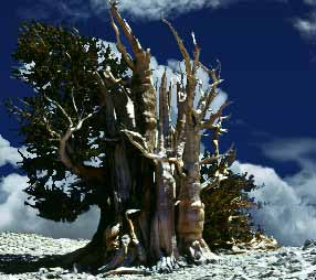 Είδος: Pinus longaeva Ηλικία: 4789 έτη