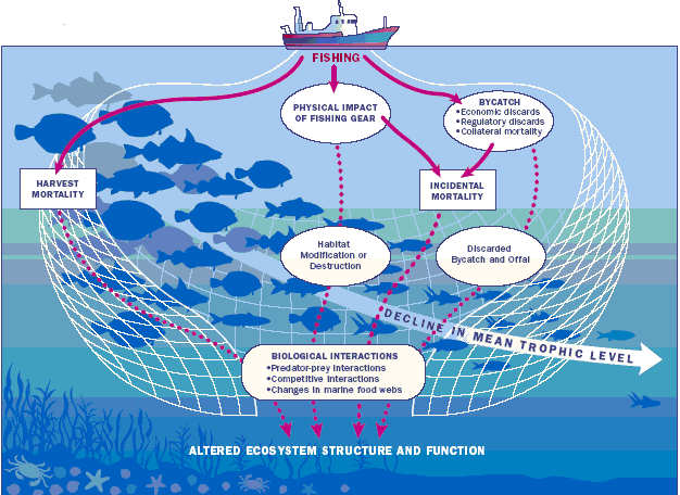 2.4. H Υπόθεση fishing down the marine food web Τα τελευταία χρόνια, νέες προσεγγίσεις επιτρέπουν στην έρευνα της αλιείας να τεθεί σε οικοσυστηματικό πλαίσιο.
