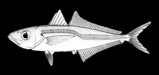 Ασπροσαύριδο (Trachurus mediterraneus) Εικόνα 2.10. Ασπροσαύριδο (Froese & Pauly 2014) Το ασπροσαύριδο (Εικόνα 2.