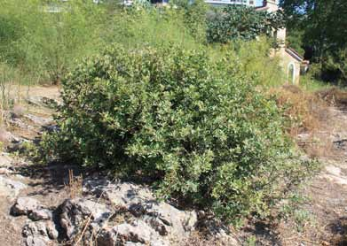 καρότο (Daucus