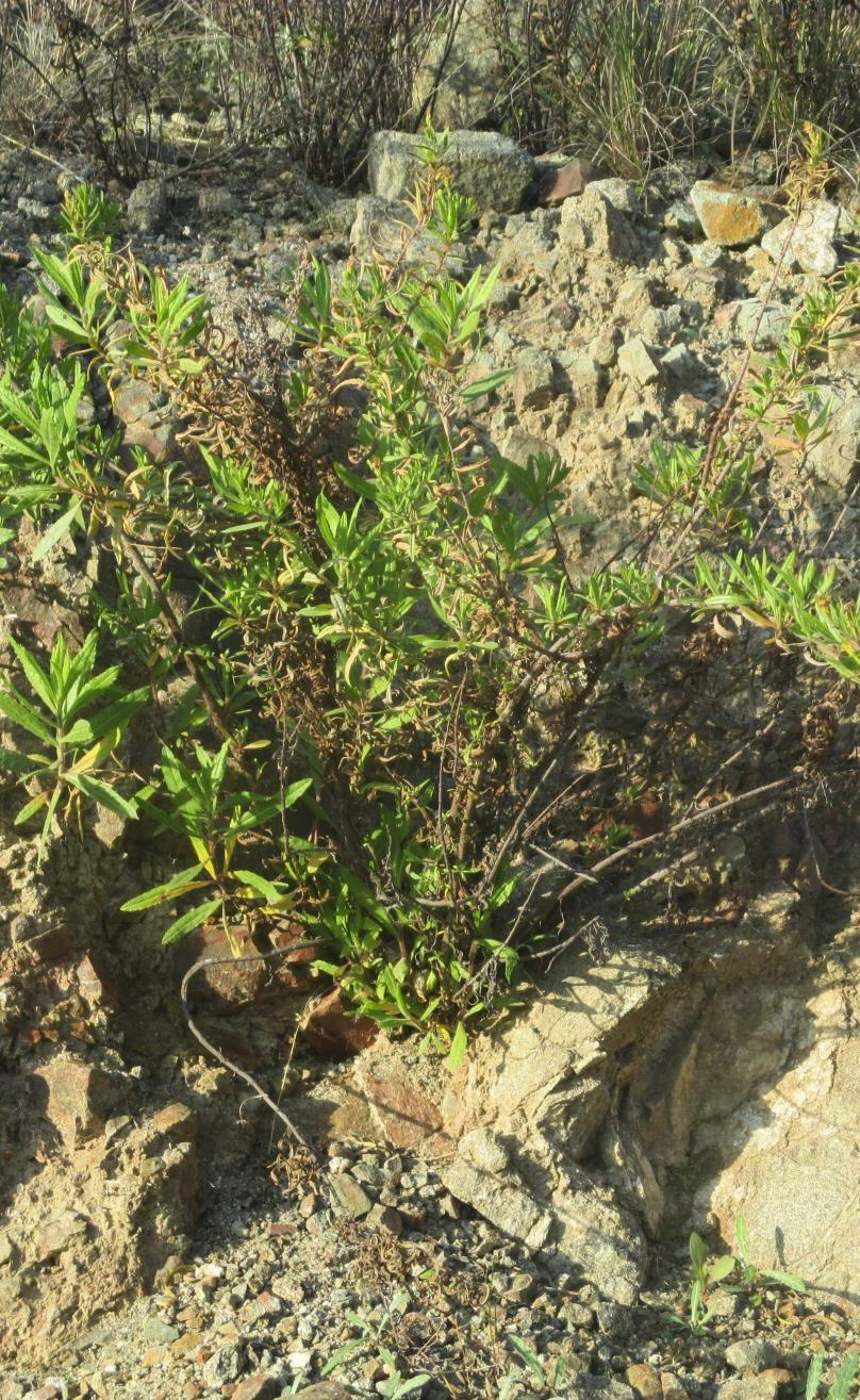 Κόνυζa Επιστημονική ονομασία: Dittrichia Viscosa Περιγραφή : Η κόνυζα έχει ύψος 40-100 εκ. Είναι πολυετές φυτό με βλαστό όρθιο και έχει βαριά μυρωδιά.