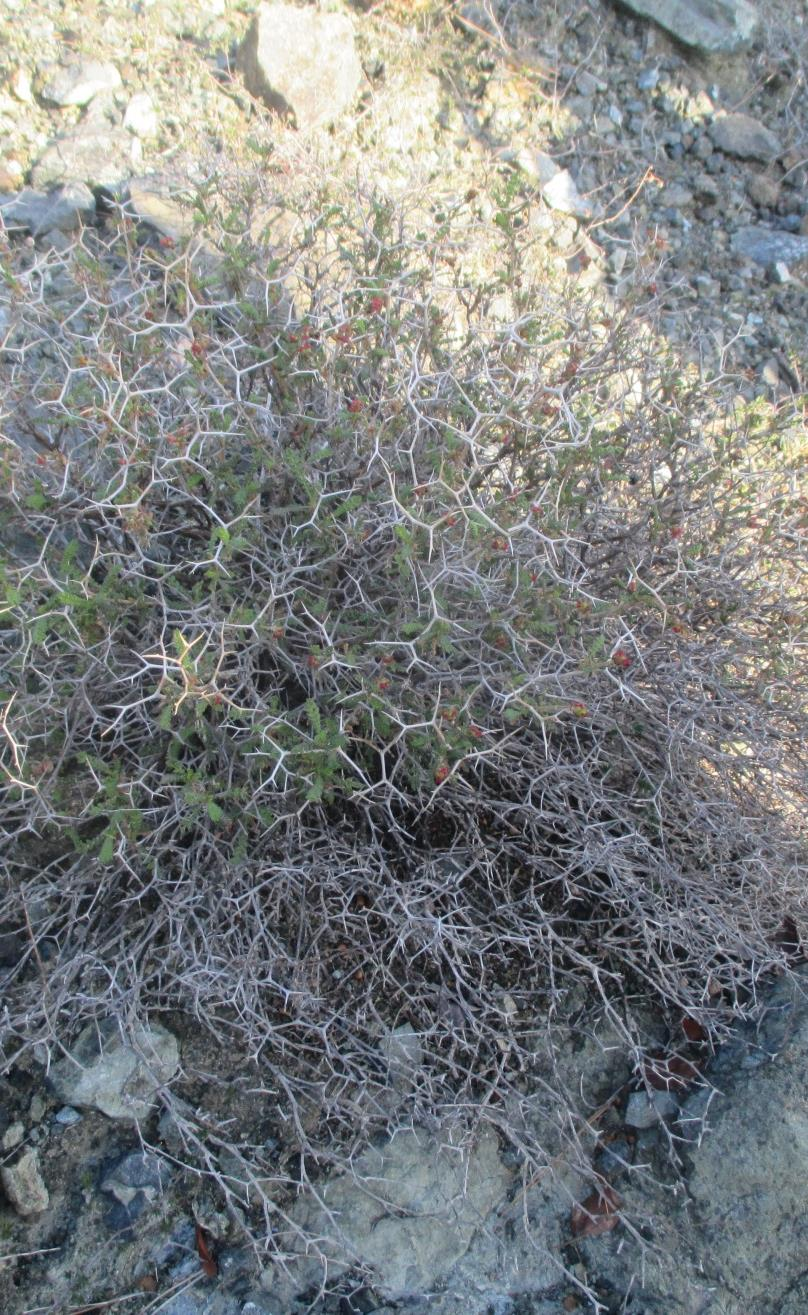 Θρουμπί Επιστημονική Satureja hortensis ονομασία: Περιγραφή: Χαμηλός θάμνος με μικρά, πράσινα, αρωματικά φύλλα.