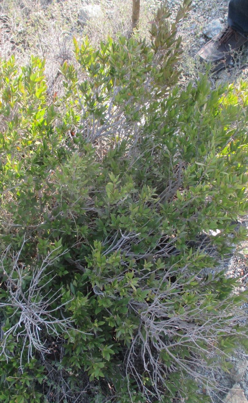 Μερσινιά Επιστημονική ονομασία: Myrtus Περιγραφή: Τα φύλλα της είναι λογχοειδή και αρωματικά.