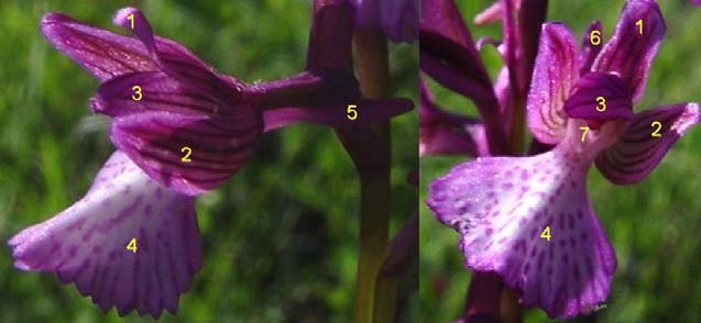 Ακολουθούν φωτογραφίες με τα βασικά γνωρίσματα των δύο πιο κοινών γενών Ophrys και Orchis (πηγή εικόνων www.greekorchids.gr) Γένος Ophrys 1. ραχιαίο σέπαλο, 2. πλευρικό σέπαλο, 3.