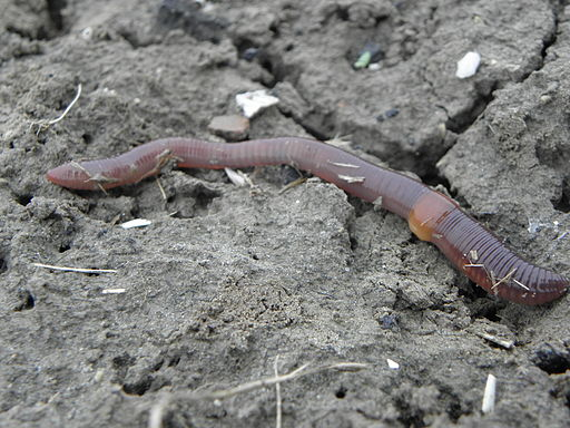 Γεωσκώληκας Lumbricus terrestris Φωτογραφία: Rob Hille [CC BY SA 3.0, (http://creativecommons.org/licenses/by sa/3.0)], via Wikimedia Commons.