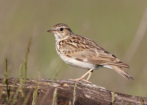 Δεντροσταρήθρα (Lullula arborea) Παραμένει όλο το έτος και αναπαράγεται και στις δύο περιοχές. Έχει μήκος σώματος 15 εκατοστά.