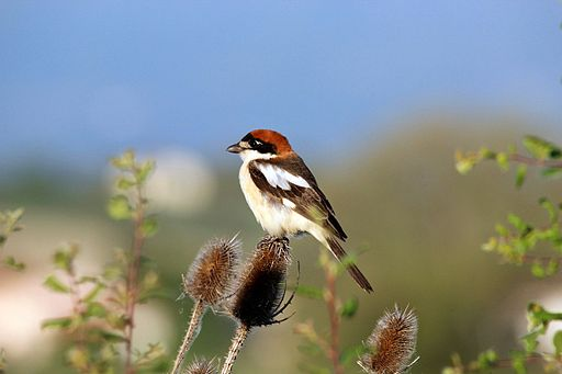 Κοινός καλοκαιρινός επισκέπτης είναι ο Αετομάχος (Lanius collurio). Ο αρσενικός Αετομάχος έχει πυρόξανθο φτέρωμα στη ράχη του, ενώ το πρόσωπό του φέρει μια φαρδιά και χαρακτηριστική μαύρη λωρίδα.