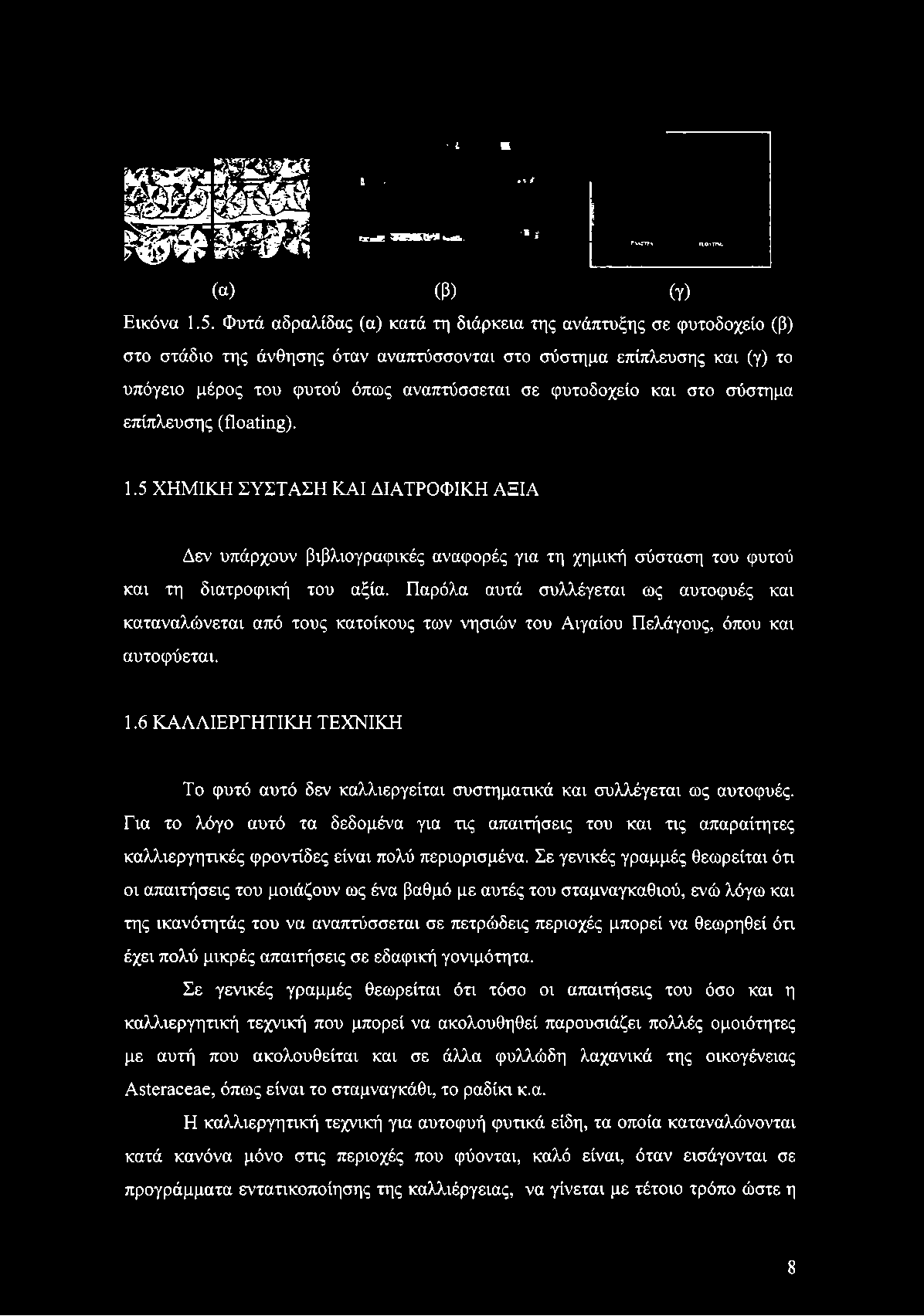 6 ΚΑΛΛΙΕΡΓΗΤΙΚΗ ΤΕΧΝΙΚΗ Το φυτό αυτό δεν καλλιεργείται συστηματικά και συλλέγεται ως αυτοφυές.