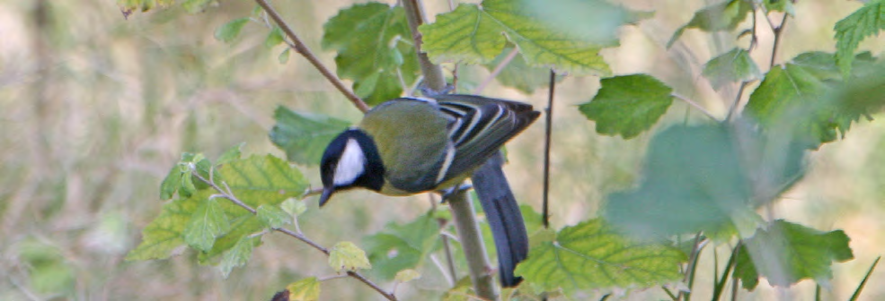 Τάξη: Passeriformes (Στρουθιόµορφα) Οικογένεια: Paridae (Παπαδίτσες) Είδος: Parus major (Καλόγερος) Γνωρίσµατα: Έχει µέγεθος 14εκ. και χρωµατικά µοιάζει αρκετά µε τη Γαλαζοπαπαδίτσα.