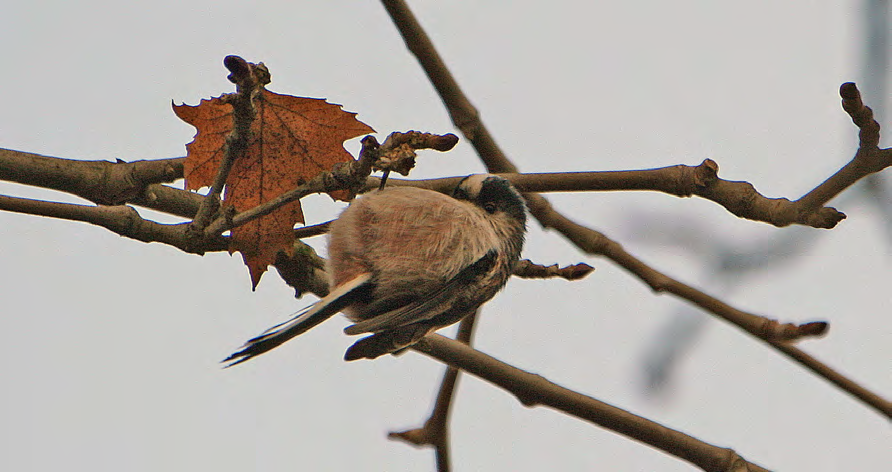 Τάξη: Passeriformes (Στρουθιόµορφα) Οικογένεια: Aegithalidae (Αιγίθαλοι) Είδος: Aegithalos caudatus (Αιγίθαλος, Μακρονούρης) Γνωρίσµατα: Μικρό σε µέγεθος πουλί (14εκ.) µε πολύ µακριά ουρά (8εκ.