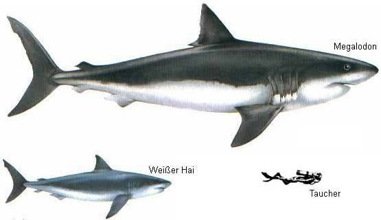 Πιθανοί πρόγονοι των καρχαριών: Thelodontes (ψάρια χωρίς σιαγόνες).