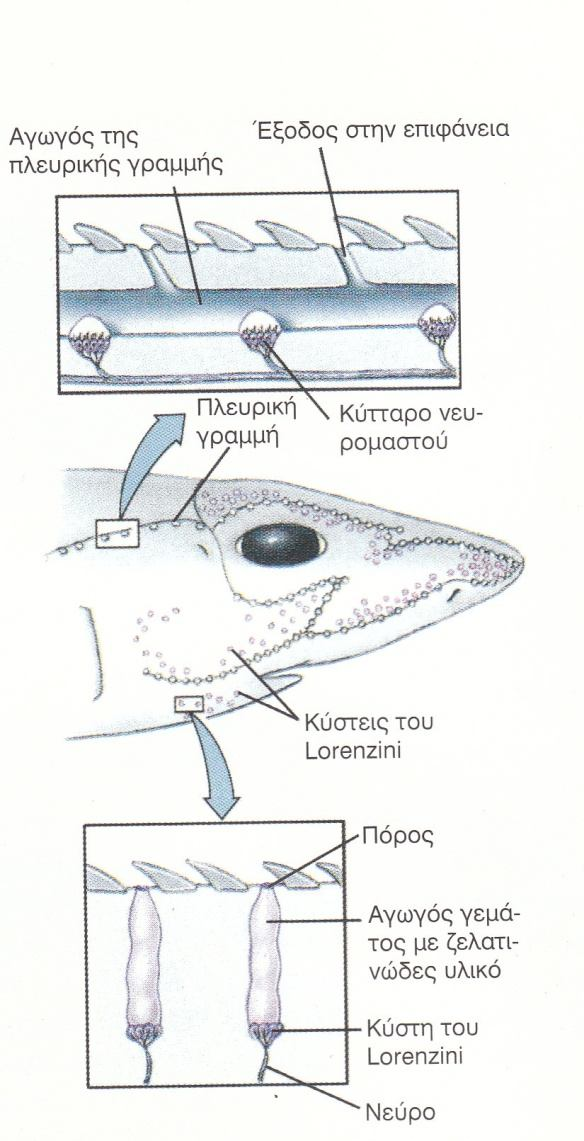 Ανεπτυγμένη ακοή (εντοπισμός λείας από απόσταση χιλιομέτρων). Οσφρητικά όργανα (εντοπισμός λείας από απόσταση).