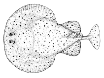 Υφομοταξία: Ελασματοβράγχιοι (ράγιες και σαλάχια, 456 είδη) 1. Ζουν στο βυθό της θάλασσας. Τρυγόνα (Dasyatis americana) 2. Νωτοκοιλιακά πεπλατυσμένο σώμα. 3.