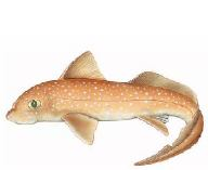 Υφομοταξία: Ολοκέφαλοι (33 είδη) 1. Εναπομείναντα είδη της πρωτόγονης εξελικτικής γραμμής των καρχαριών (360 εκατομμύρια έτη/ περίοδος Δεβόνιου και Σιλούριου, Παλαιοζωϊκός αιώνας). 2.
