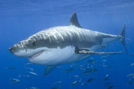 Υφομοταξία: Ελασματοβράγχιοι (937 είδη) Σε αυτή την υφομοταξία των Χονδριχθύων ανήκουν οι καρχαρίες, τα σαλάχια και οι ράγιες.