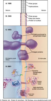 Η(εξέλιξη(των(απόψεων(για(τη(δομή(και(τη( σύσταση(των(μεβρανών( A.!1926! ΝΕΡΟ! Πολικές!ομάδες! Υδρογονάνθρακες! ΝΕΡΟ! B.!1943! Πολικές!ομάδες! Αλυσίδες!λιπαρών!οξέων! Επιφανειακή!
