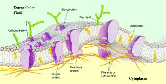 Οι(δύο(πλευρές(της(κυτταρικής(μεμβράνης( έχουν(διαφορετική(χημική(σύσταση( Εξωκυττάριο) υγρό) γλυκοπρωτεΐνη! γλυκολιπίδιο!