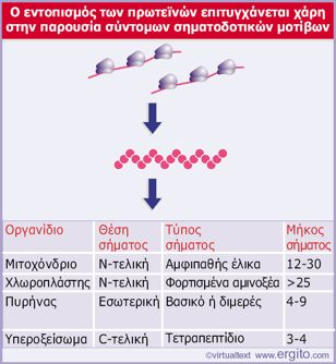 Σηματοδοτικές(αλληλουχίες(κατευθύνουν( τις(πρωτεΐνες(στα(μεμβρανικά(οργανίδια) Οι!πρωτεΐνες!που!συντίθενται! στα!ελεύθερα!