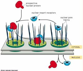 Η(είσοδος(των(πυρηνικών(πρωτεϊνών(απαιτεί( πρωτεΐνεςwμεταφορείς( Πυρηνική!πρωτεΐνη! προς!μεταφορά!