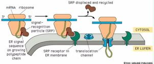 Το(σωματίδιο(αναγνώρισης(σήματος( καθοδηγεί(τις(πρωτεΐνες(στο(εδ( Ριβoσωμάτιο! Το!ΣΑΣ!απομακρύνεται!και! επακυκλώνεται! Σωματίδιο!