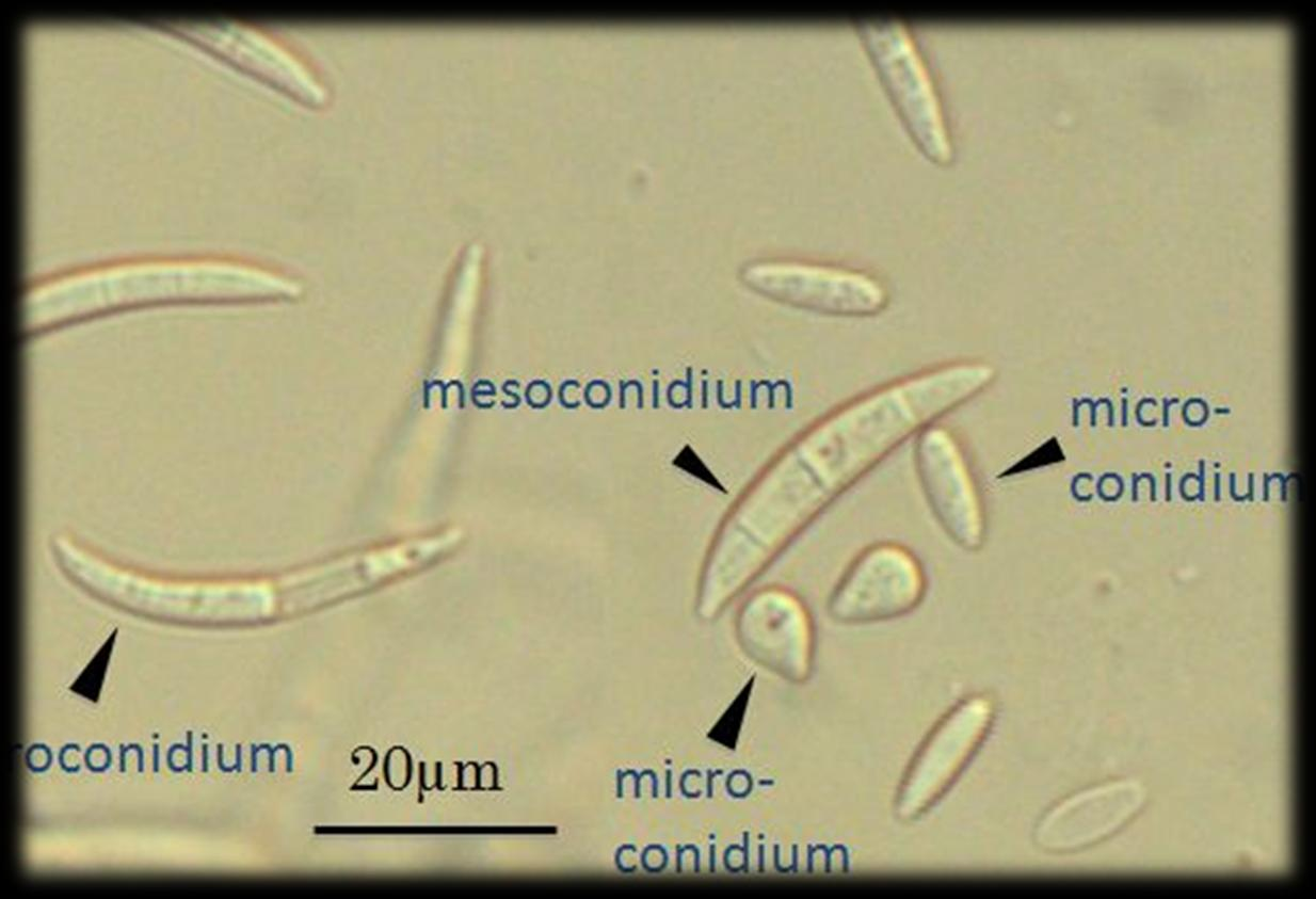 συνθήκες ανάπτυξης Fusarium oxysporum