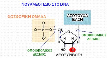 ΔΟΜΗ