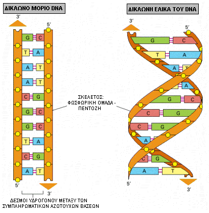 6 ΣΗΜΕΙΑ ΤΟΥ ΜΟΝΤΕΛΟΥ 1. Το μόριο DNA είναι δίκλωνο, αποτελείται από 2 πολυνουκλεοτιδικές αλυσίδες 2.