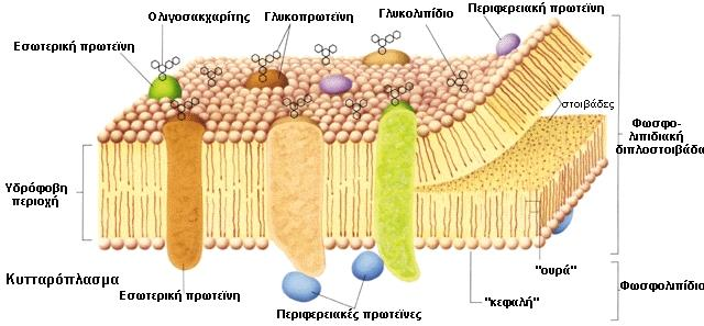Στα κύτταρα, στην πλασματική μεμβράνη, τα φωσφολιπίδια συγκροτούν ΔΙΠΛΟΣΤΙΒΑΔΑ Υδρόφιλες κεφαλές : Εξωκυτταρικο- Ενδοκυτταρικό περιβάλλον Υδρόφοβες ουρές: