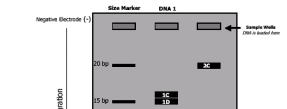 ΑΠΟΤΥΠΩΜΑΤΑ DNA DNA fingerprinting Μία επαναστατική µέθοδος που ονοµάζεται µέθοδος αποτυπωµάτων DNA (DNA fingerprinting) χρησιµοποιείται για τη διαλεύκανση εγκληµάτων και την αναγνώριση της