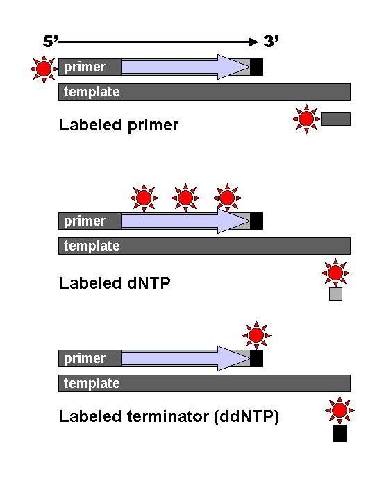 Sanger sequencing single-stranded DNA template (θραύσματα) DNA primer DNA