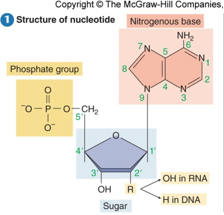 Thermocycler di-deoxynucleosidetriphosphates (ddntps) σταματούν την