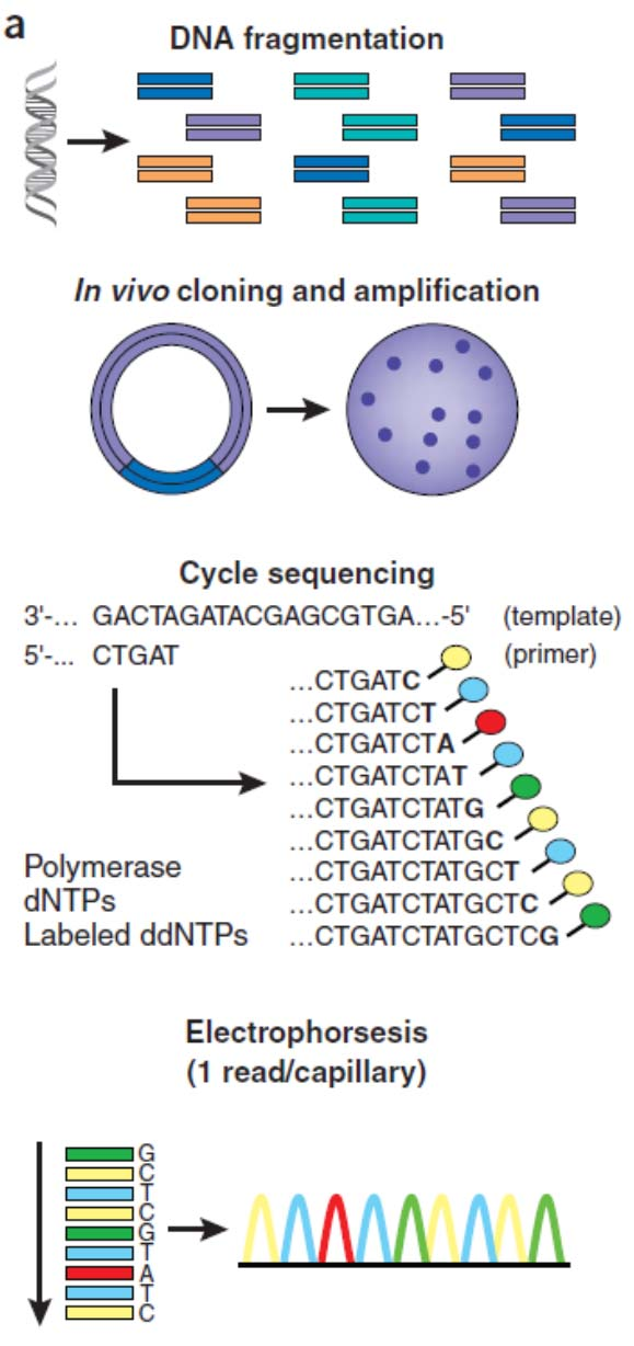 Sanger αυτοματοποίηση DNA fragmentation (10 6 επικαλυπτόμενα θραύσματα, 2000-10000bp) (Cloned to a plasmid vector and PCR amplification) Cyclic