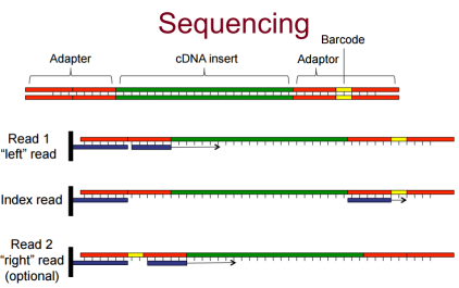 Μακριά μόρια RNA μετατρέπονται σε μία βιβλιοθήκη θραυσμάτων cdna (RNA or DNA fragmentation) Sequencing adaptors (blue) προστίθενται σε κάθε cdna θραύσμα και γίνεται ανάγνωση μιάς μικρής αλληλουχίας