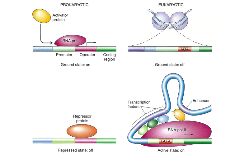 Ρυθμιστική περιοχή Προκαρυωτικά: Υποκινητης (Promoter), Χειριστης (Operator) RNA πολυμεράση ; Καταστολέας (Repressor)
