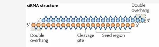 2. sirna A short (usually 20 to 24-bp) double-stranded RNA (dsrna) with phosphorylated