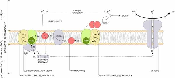 Εισαγωγή Εικόνα 5. Η ροή των ηλεκτρονίων και πρωτονίων μέσω των τεσσάρων βασικών πρωτεϊνικών συμπλόκων κατά τη λειτουργία των φωτεινών αντιδράσεων.