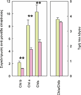 Αποτελέσματα Εικόνα 19. Συγκέντρωση χλωροφυλλών (χλωροφύλλης a, χλωροφύλλης b και ολικών χλωροφυλλών) καθώς και ο λόγος των χλωροφυλλών a και b στα φύλλα στις δύο δειγματοληπτικές κατηγορίες.