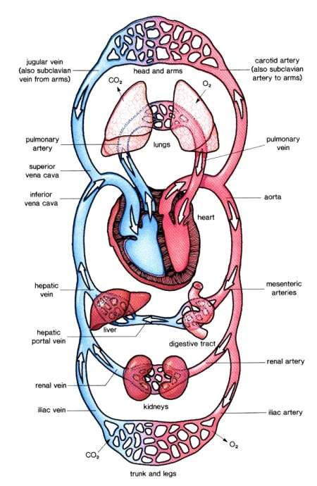 Sistemul circulator Cordul functie de pompa Aorta artere arteriole