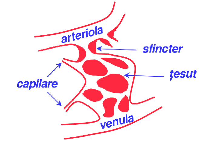 venule vene pulmonare Sfincterul precapilar sensibil la O2, ph, K+