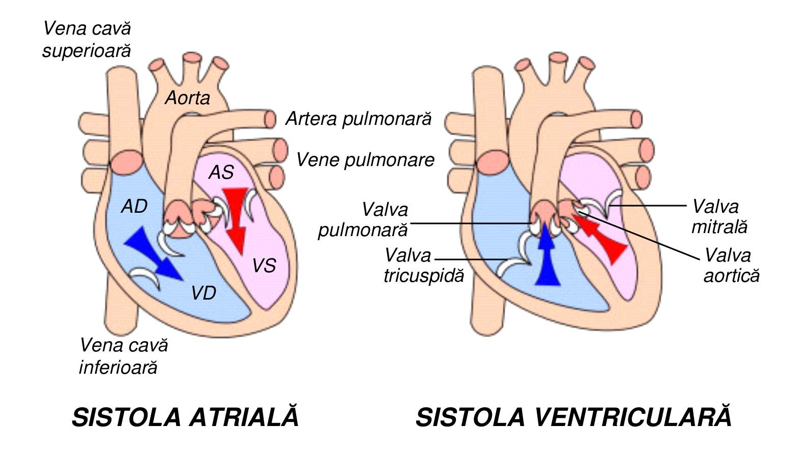 Ciclul cardiac Sistola atriala Sistola ventriculara Diastola Fazele contractiei VS: Faza de umplere Contractie